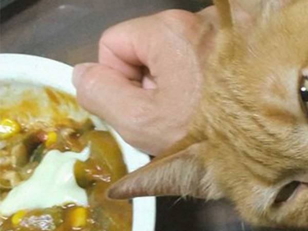 左手でカレーを食べる『右利き』の夫　理由に納得！