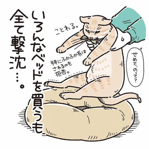 猫用ベッドで眠らない猫　理由が『猫飼いあるある』だった