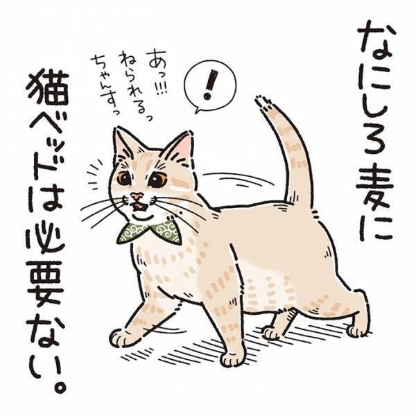 猫用ベッドで眠らない猫　理由が『猫飼いあるある』だった