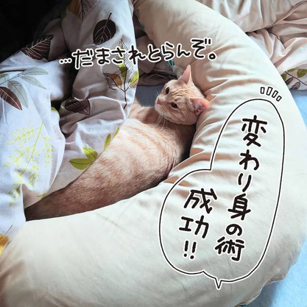 猫用ベッドで眠らない猫　理由が『猫飼いあるある』だった