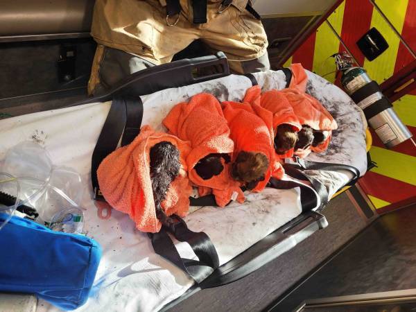 消防士のお手柄！　火事の現場で偶然見つかった『８つの命』に安堵の声