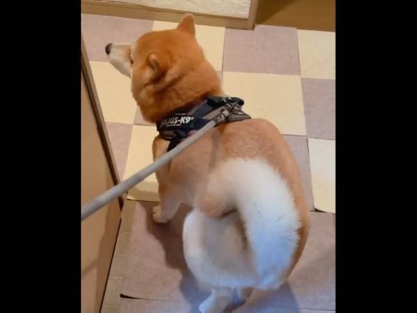 ナデナデされてご機嫌な柴犬　とった行動に「今の社会に必要な動画」「これこそ平和」