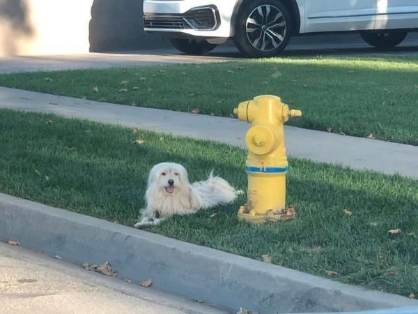 何日も消火栓のそばから離れなかった犬　理由に「胸が張り裂けそう」