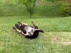 犬が全力でドッグランを楽しむと？　芝生を堪能する動画に「こんなにも嬉しいんだなぁ」