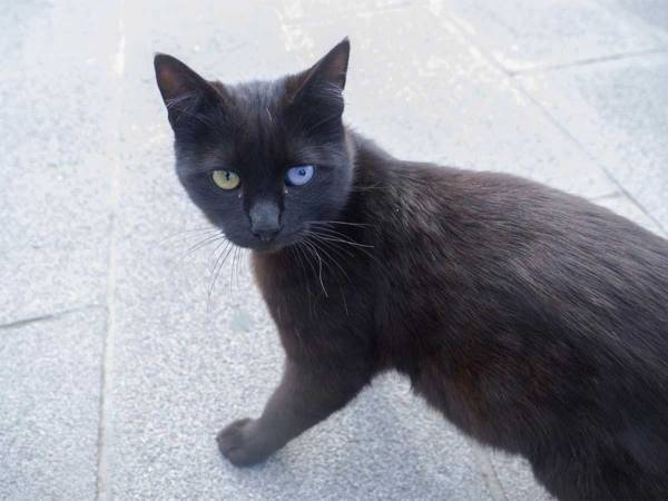 穴にカギを落とした女性　黒猫に手を貸してもらったら？　「よくやった！」