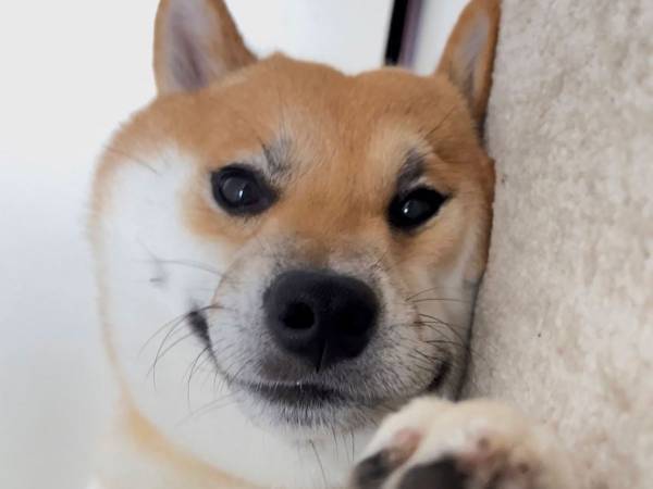 昼寝から目覚め、一番に目に入った『光景』に腹筋崩壊！　「これはビビる」