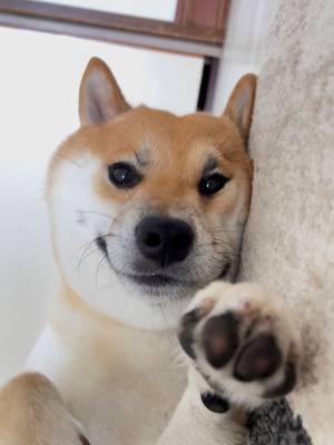 昼寝から目覚め、一番に目に入った『光景』に腹筋崩壊！　「これはビビる」