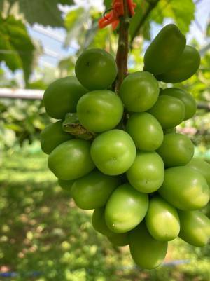 シャインマスカットの粒をよーく見ると？　写真に「かわいすぎる」「なぜそこに？」の声