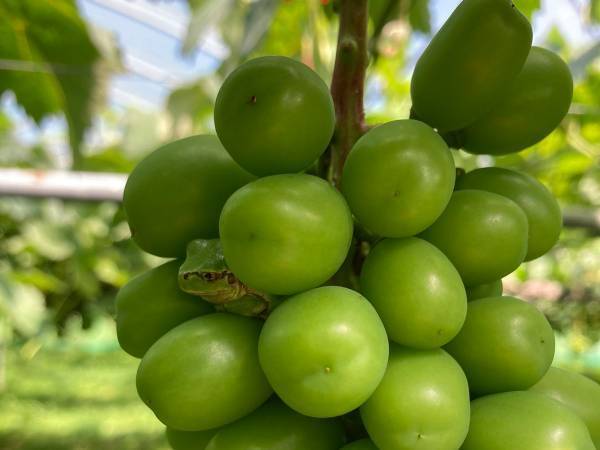 シャインマスカットの粒をよーく見ると？　写真に「かわいすぎる」「なぜそこに？」の声