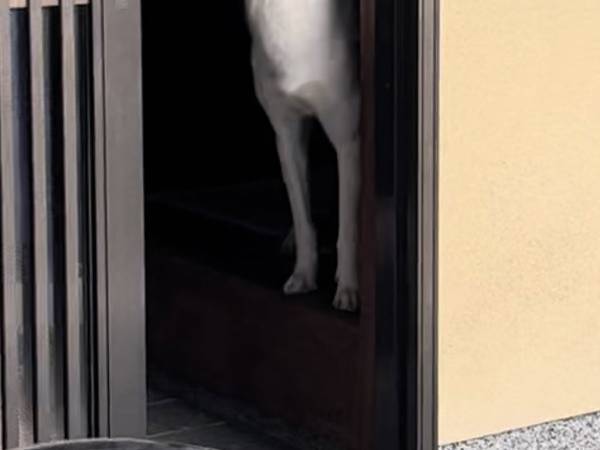 帰宅した飼い主を出迎える犬が「幻想的」「どこか神々しい」