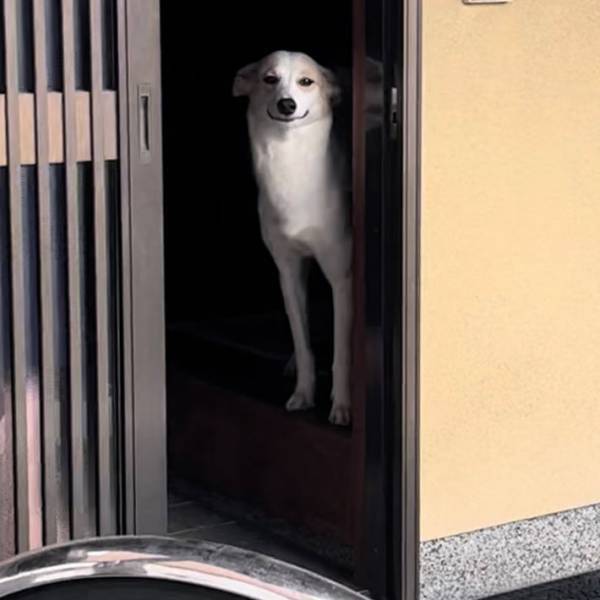 帰宅した飼い主を出迎える犬が「幻想的」「どこか神々しい」