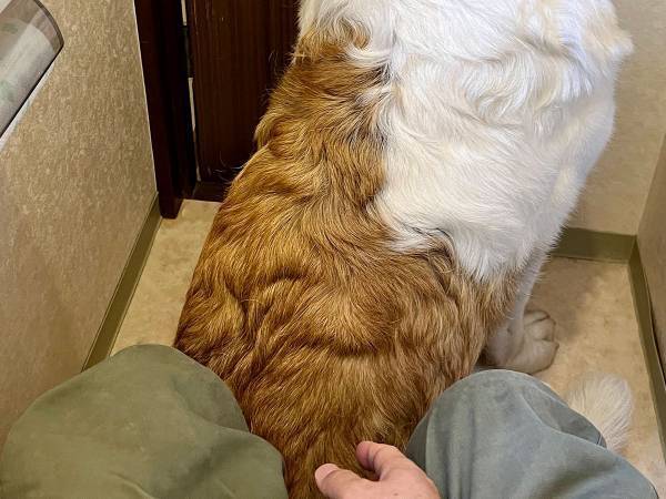 「腹筋崩壊！」「愛されてますね」　犬の飼い主が、トイレに入ると？