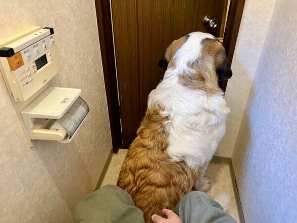 「腹筋崩壊！」「愛されてますね」　犬の飼い主が、トイレに入ると？