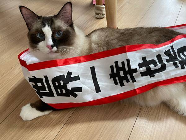 息子が持ち帰った『謎のたすき』　猫が装着したら「異論はない」「キメ顔に見えてきた」