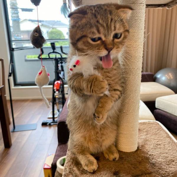 『悪巧み』をしているような猫の表情に「悪代官そのもの！」