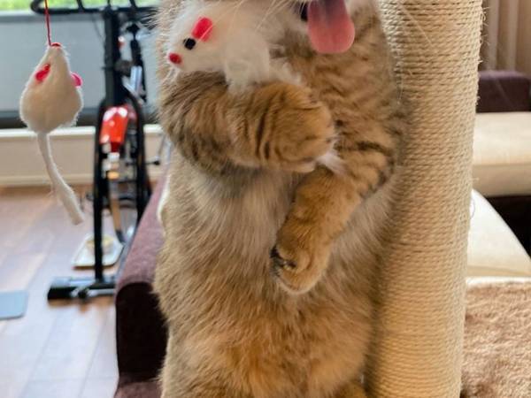 『悪巧み』をしているような猫の表情に「悪代官そのもの！」