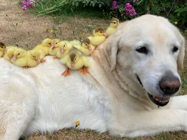 親がいなくなった１５羽のヒナ…　その後の展開に「愛に境界線はない！」