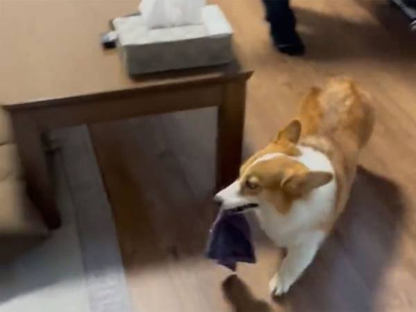 コーギーとの追いかけっこに１６万『いいね』　その姿に「遊ばれているのはどっち？」