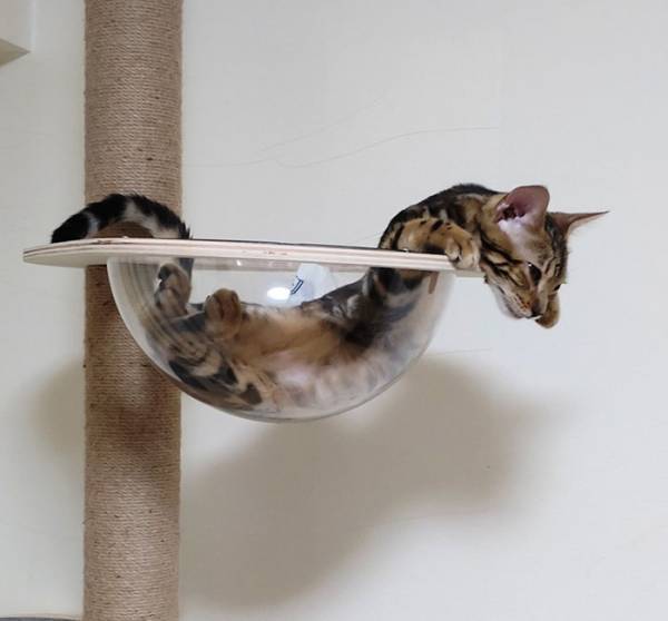 愛猫の衝撃的な姿に、目を疑った飼い主　写真に「五度見した」「どうなってるの」