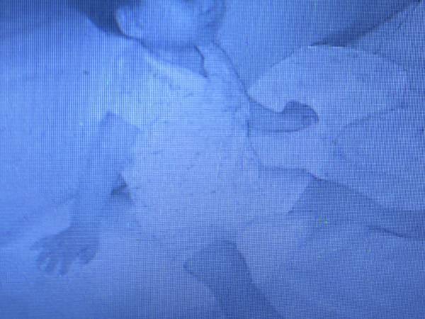 寝ていたはずの息子　カメラで確認した姿に「ビックリした！」