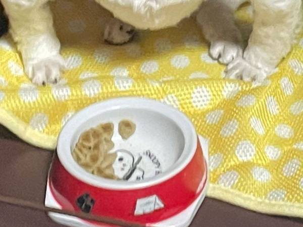 飼い主が「コモドドラゴン」と例えた犬　生まれつきの個性に注目集まる