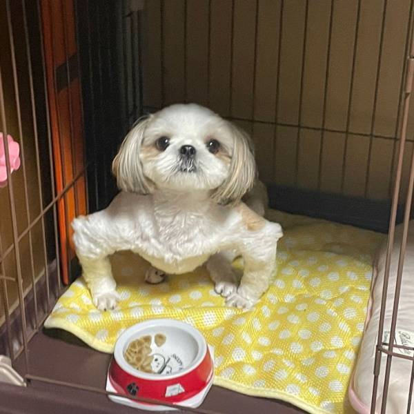 飼い主が「コモドドラゴン」と例えた犬　生まれつきの個性に注目集まる
