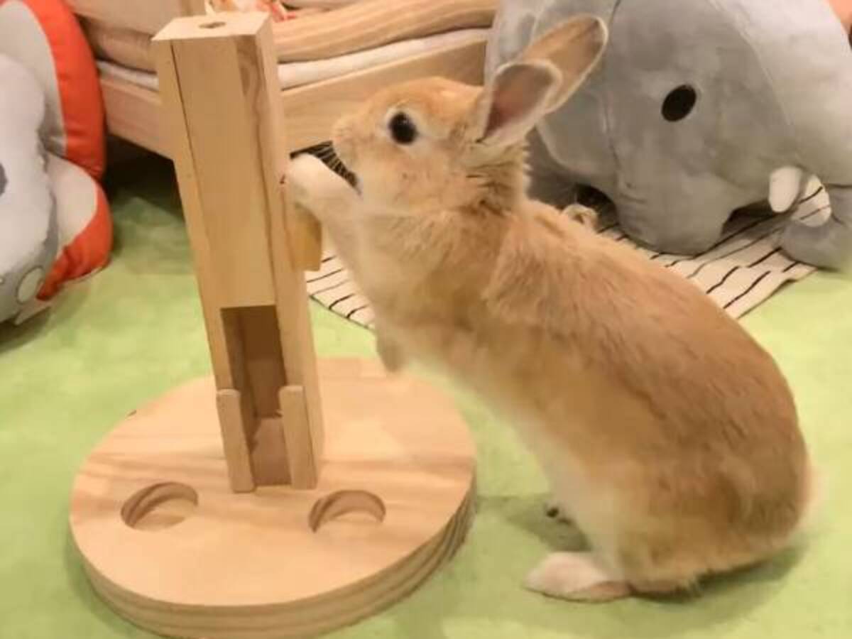 どうしても箱を外したいウサギ 取れた瞬間の行動に 共感しかない かわいすぎて泣いた 22年7月14日 ウーマンエキサイト 1 2 どうしても箱を外したいウサギ 取れた瞬間の行動に 共感しかない かわいすぎて泣いた 22年7月14日 ウーマンエキサイト 1 2