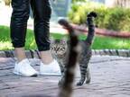 愛猫家が多いトルコ　そこで暮らす猫たちも、ひと味違った！