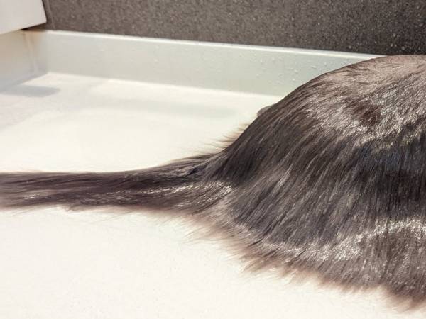 猫にシャワーをしたら『海洋生物』が誕生　驚きの姿に「新種の生き物だ」「吹いた」