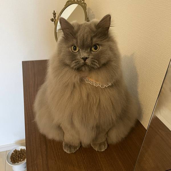 猫にシャワーをしたら『海洋生物』が誕生　驚きの姿に「新種の生き物だ」「吹いた」