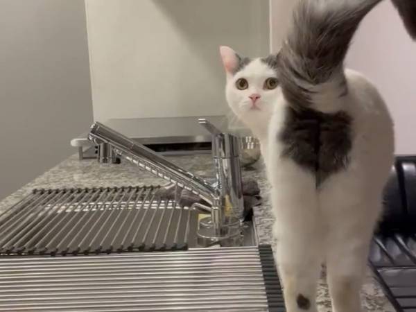 猫に『ご飯』というと？　返事に「２０回くらい連続で見ても癒された！」