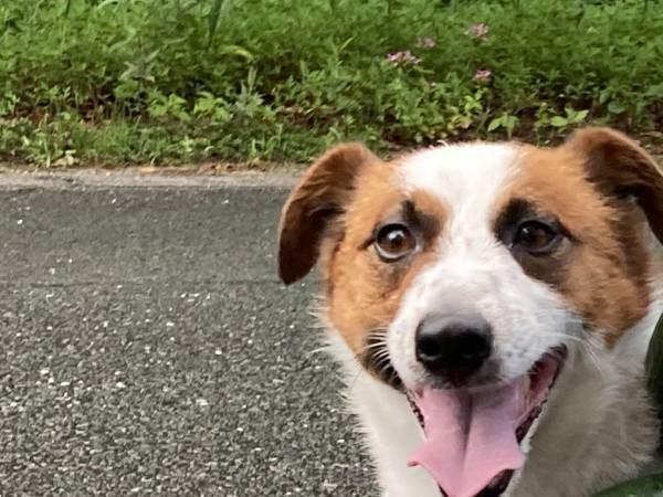 「よかったら持って行きな！」　近所の住民が、犬に？