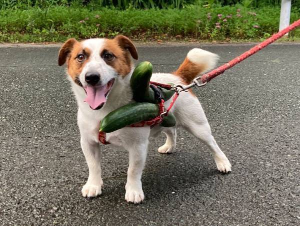 「よかったら持って行きな！」　近所の住民が、犬に？