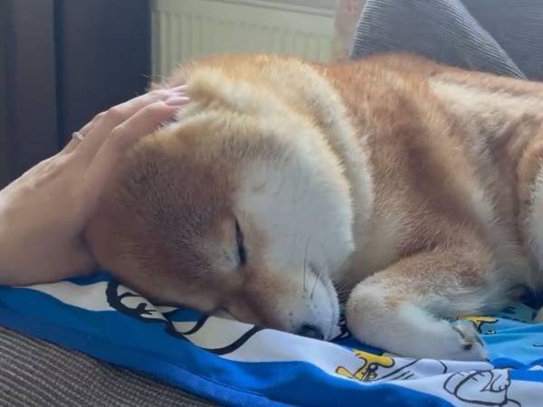 寝ている犬をなでた展開に「ギュッと抱きしめたくなった！」