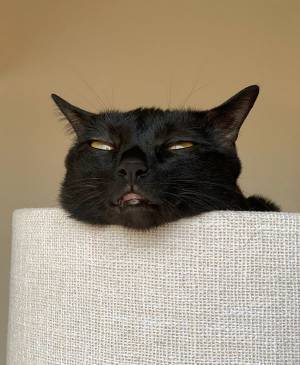 飼い主「どんな顔！」　愛猫の表情が、コーヒー吹き出すレベル