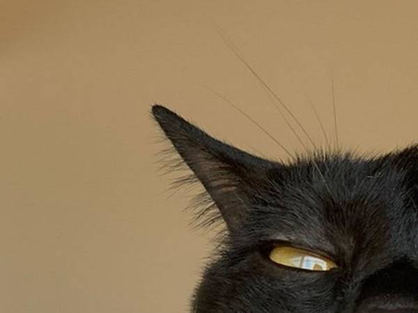 飼い主「どんな顔！」　愛猫の表情が、コーヒー吹き出すレベル