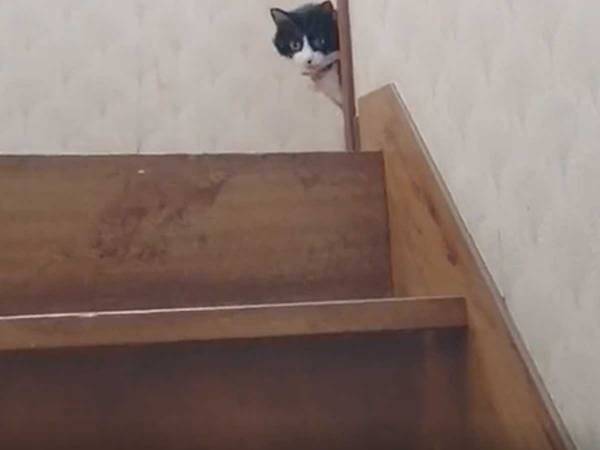 誰もいない階段　飼い主が、あるひと言をつぶやくと…？