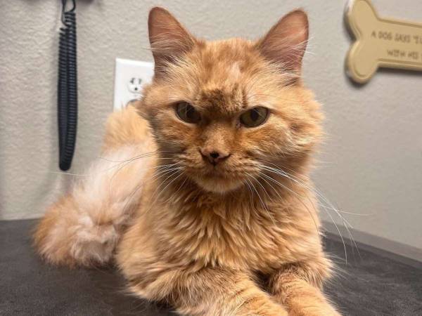 安楽死させられそうになった１６歳の猫　現在の姿に「幸せに違いない」