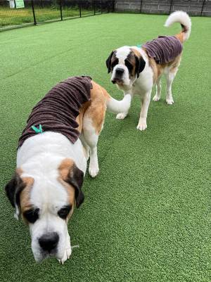 「超大型ダックスフント的な何か」　二度見する犬の姿に「笑った」