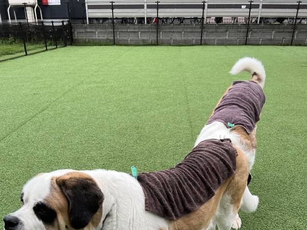 「超大型ダックスフント的な何か」　二度見する犬の姿に「笑った」