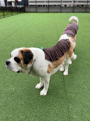 「超大型ダックスフント的な何か」　二度見する犬の姿に「笑った」