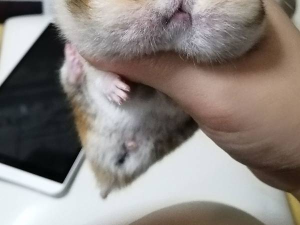 欲張りすぎたハムスターの姿に「もはや原型とどめてなくて笑った！」