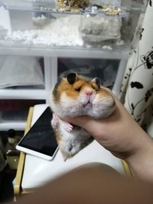 欲張りすぎたハムスターの姿に「もはや原型とどめてなくて笑った！」