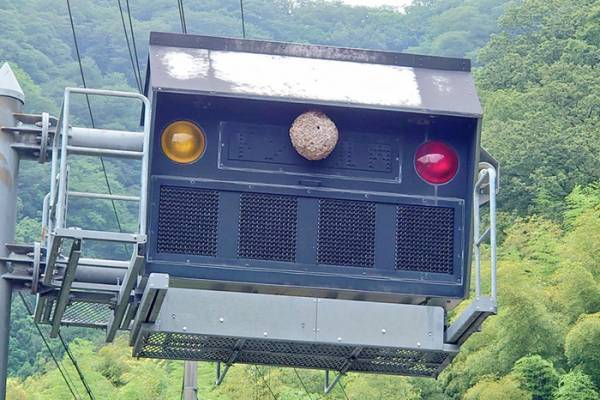 道路で「変わった色の電球だなぁ」と思ったら？　正体に「奇跡的だ」「すごすぎる」