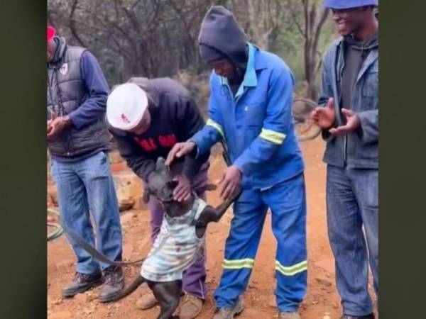 里親が決まった保護犬　スタッフとの別れのシーンに「泣いた」「感動した」