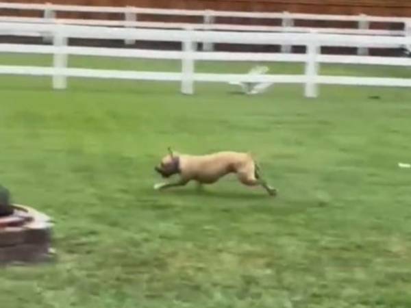 そんなに嬉しいんだね…！　雨の中、庭を駆け回る犬の姿に「涙が出た」