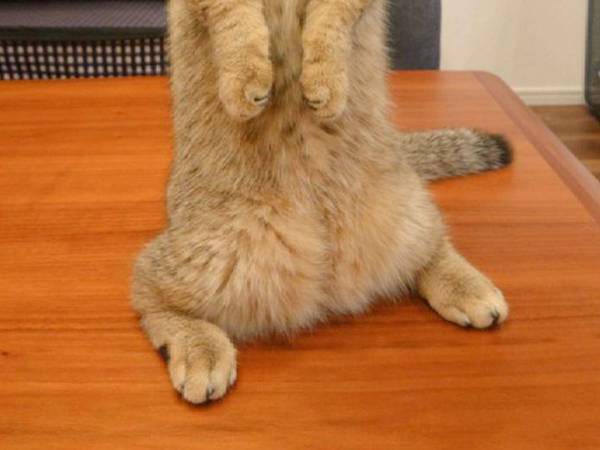 遊んでいた猫が、突然？　見せた姿に「かわいすぎてずっと見ていられる！」