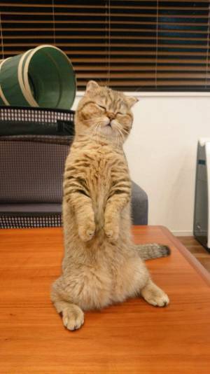 遊んでいた猫が、突然？　見せた姿に「かわいすぎてずっと見ていられる！」