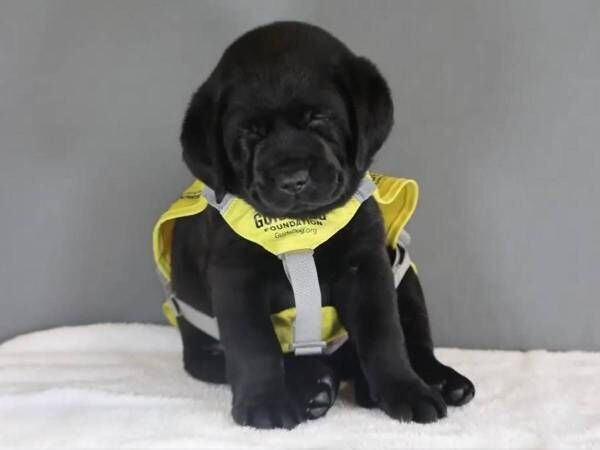 guidedogfoundation