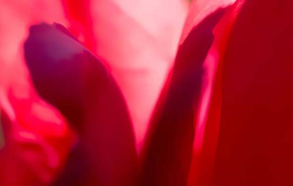 「言葉に心をこめる」というテーマは、生き方の美しさにつながっている